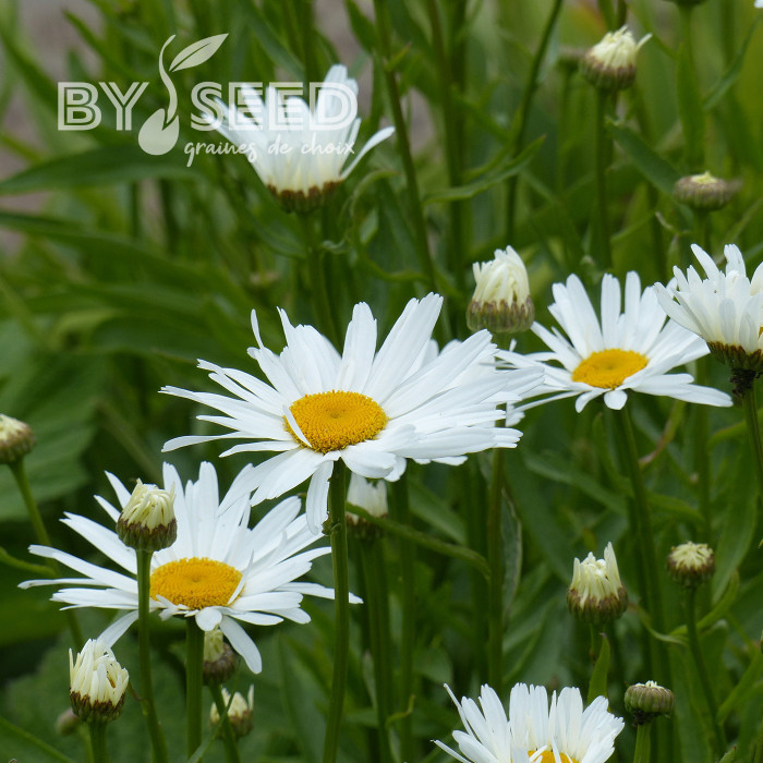 Grande marguerite Alaska