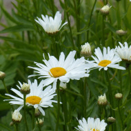 Grande marguerite Alaska