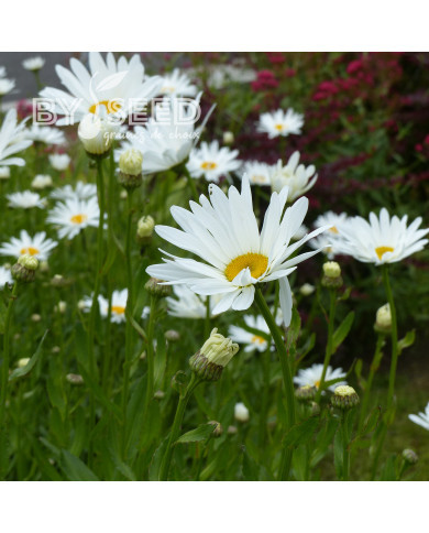 Grande marguerite Alaska