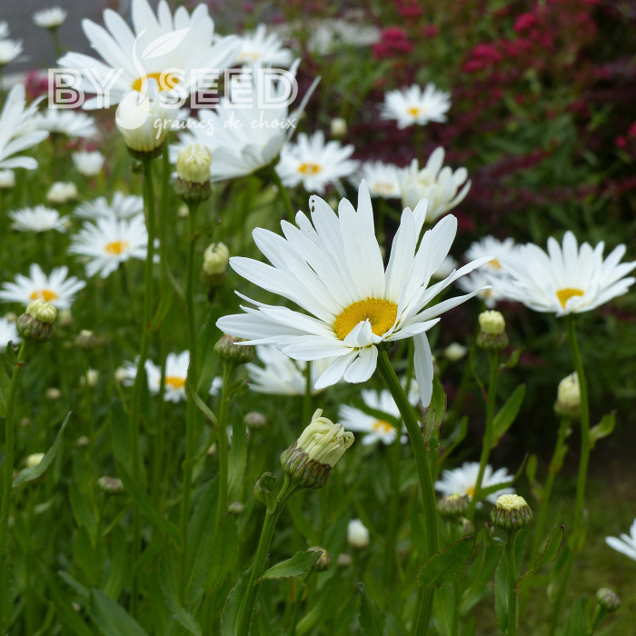Grande marguerite Alaska