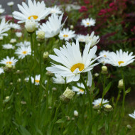 Grande marguerite Alaska