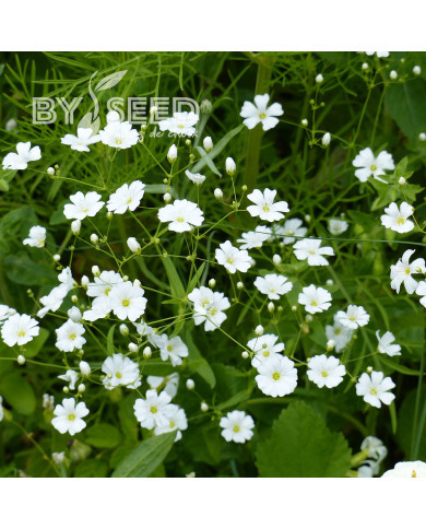 Gypsophile elegans Covent Garden (annuel)