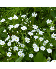 Gypsophile paniculé Œillet d'amour, simple blanc