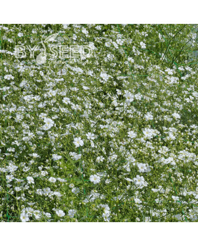 Gypsophile elegans Covent Garden (annuel)