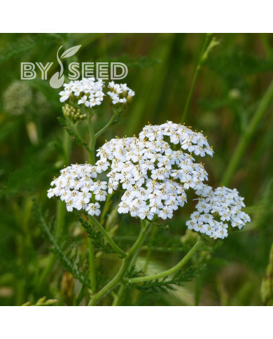 Achillée millefeuille blanche (fleur sauvage)