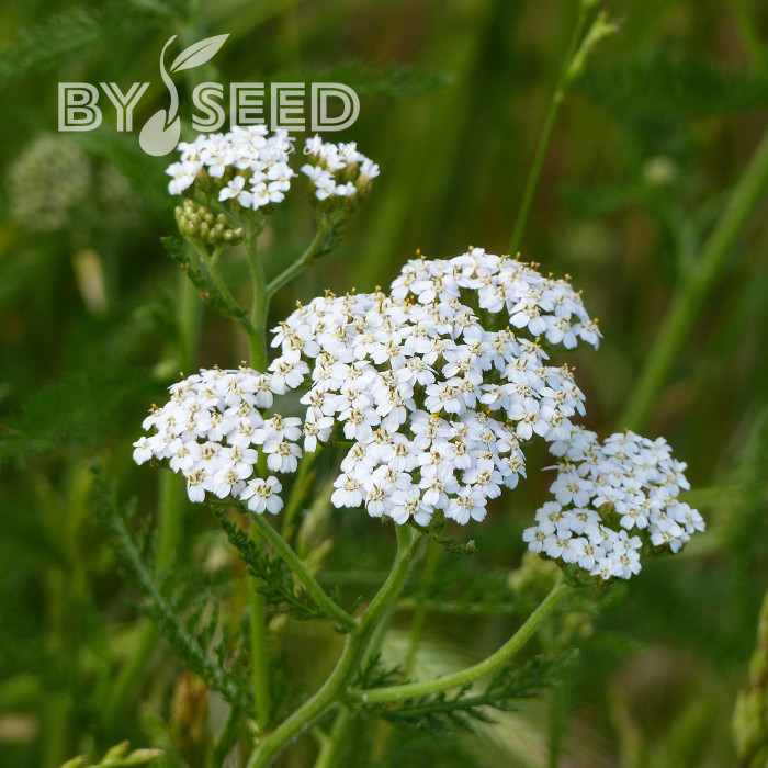 Achillée millefeuille blanche (fleur sauvage)