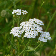 Achillée millefeuille blanche (fleur sauvage)