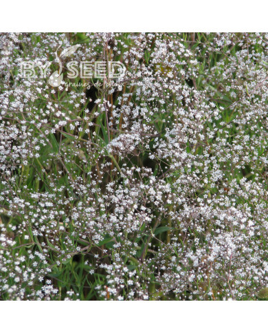 Gypsophile paniculé Œillet d'amour, simple blanc