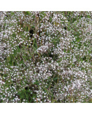 Gypsophile paniculé Snowflake, 50% double