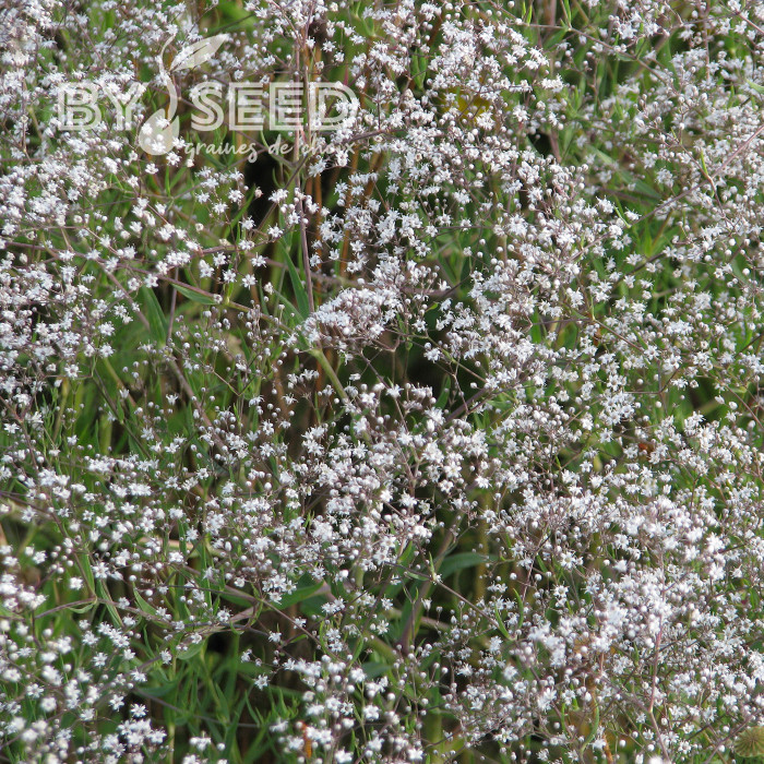 Gypsophile paniculé Œillet d'amour, simple blanc