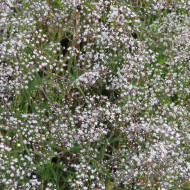 Gypsophile paniculé Œillet d'amour, simple blanc