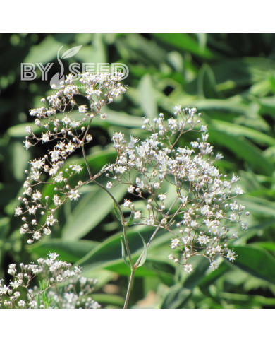 Gypsophile paniculé Œillet d'amour, simple blanc