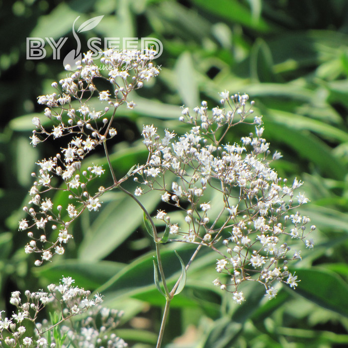 Gypsophile paniculé Œillet d'amour, simple blanc