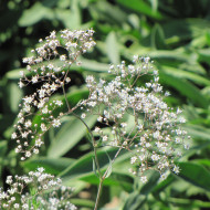 Gypsophile paniculé Œillet d'amour, simple blanc
