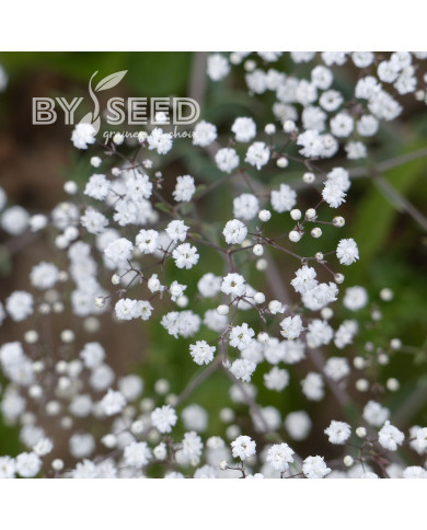 Gypsophile paniculé Snowflake, 50% double