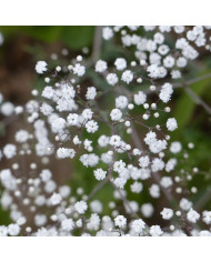 Gypsophile paniculé Œillet d'amour, simple blanc