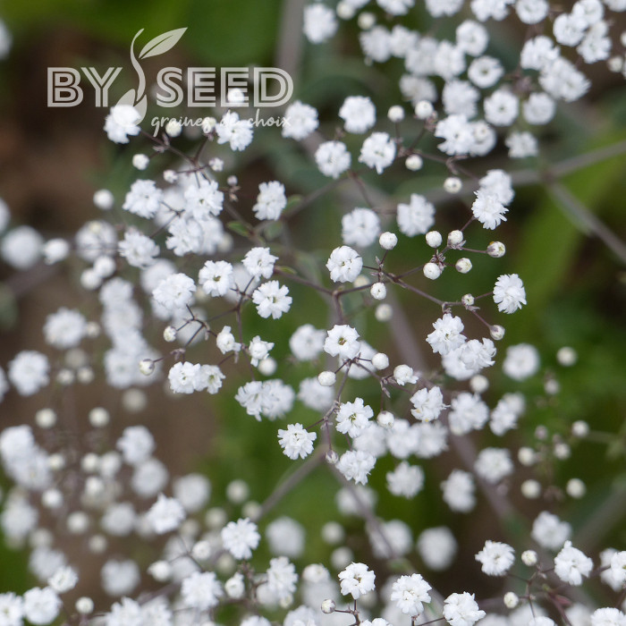 Gypsophile paniculé Snowflake, 50% double