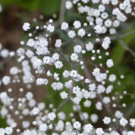 Gypsophile paniculé Snowflake, 50% double