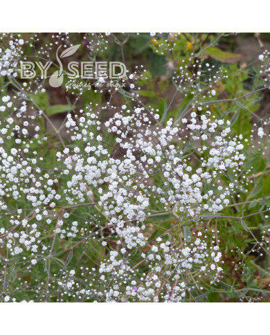 Gypsophile paniculé Snowflake, 50% double