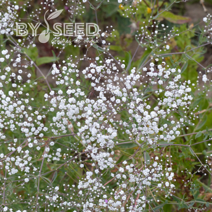 Gypsophile paniculé Snowflake, 50% double