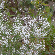 Gypsophile paniculé Snowflake, 50% double