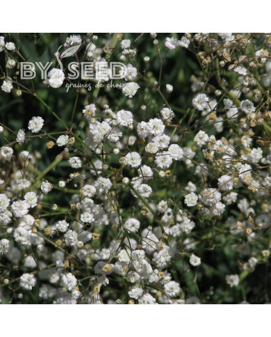 Gypsophile paniculé Snowflake, 50% double