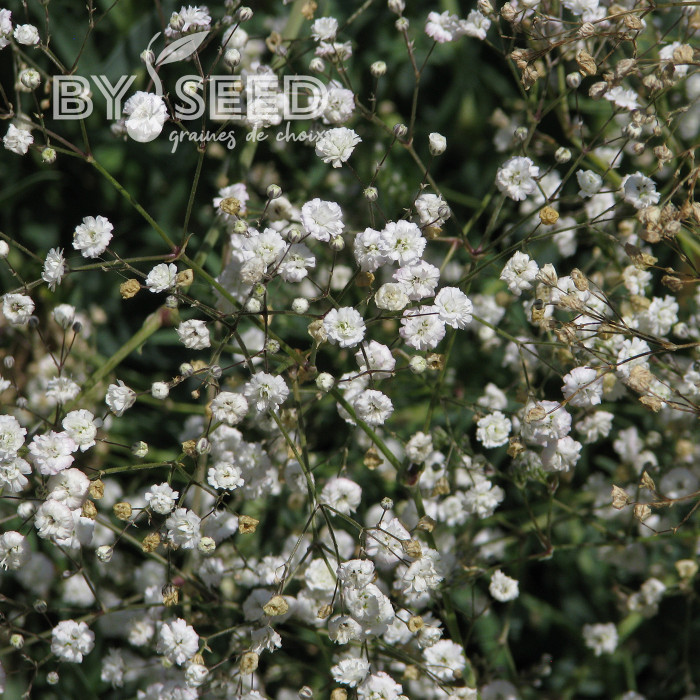 Gypsophile paniculé Snowflake, 50% double