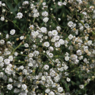 Gypsophile paniculé Snowflake, 50% double