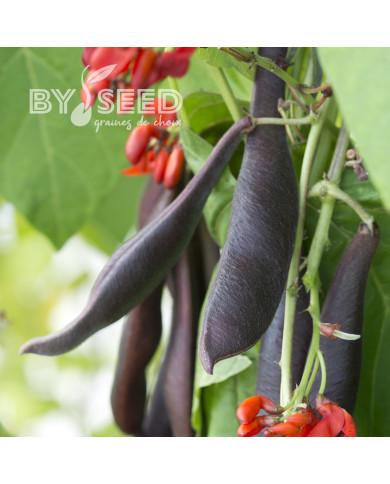 Haricot d'Espagne Black Knight