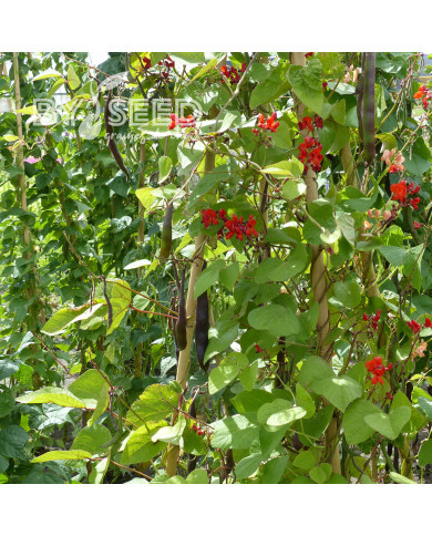 Haricot d'Espagne Black Knight