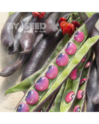 Haricot d'Espagne Black Knight