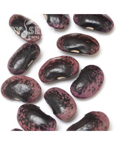 Haricot d'Espagne Black Knight