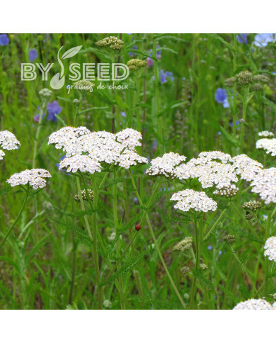 Achillée millefeuille blanche (fleur sauvage)