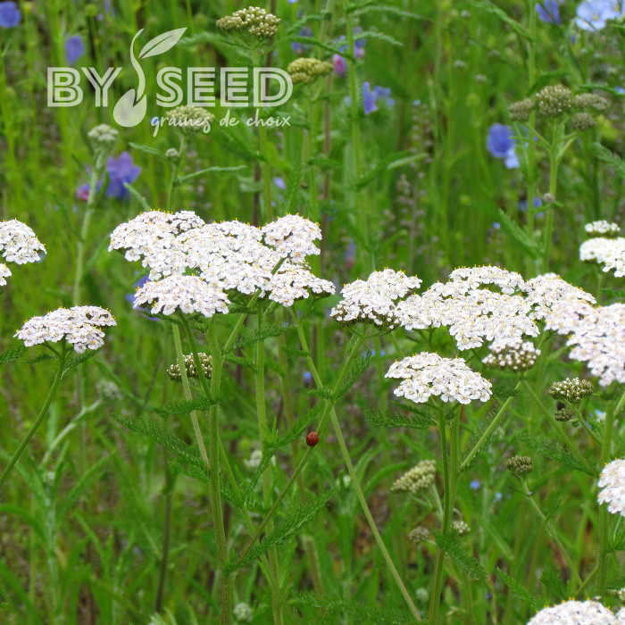 Achillée millefeuille blanche (fleur sauvage)