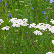 Achillée millefeuille blanche (fleur sauvage)