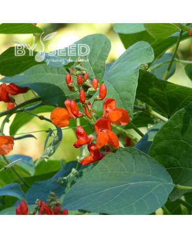 Haricot d'Espagne Prijswinner (Prizewinner)