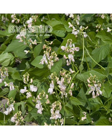 Haricot d'Espagne Sunset