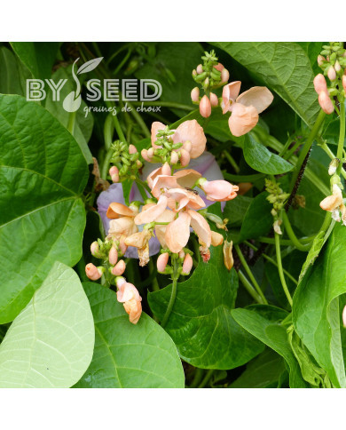 Haricot d'Espagne Sunset