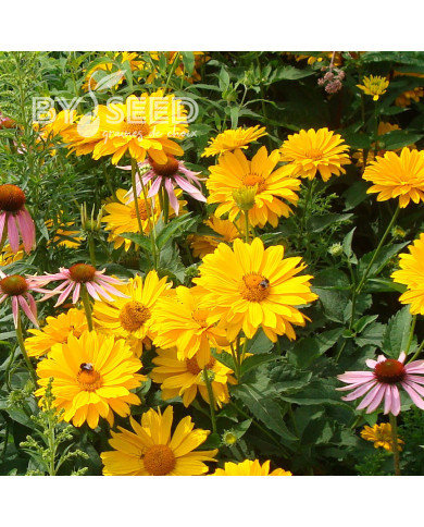 Heliopsis scabra Summersun