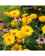 Acroclinium (Helipterum) Sensation Giants Mix