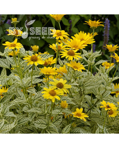 Heliopsis scabra Sunburst