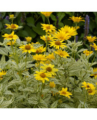 Heliopsis scabra Summersun