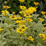 Heliopsis scabra Sunburst