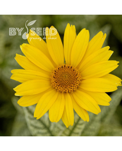 Heliopsis scabra Sunburst