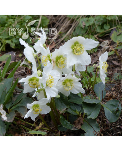 Hellébore niger - Rose de Noël