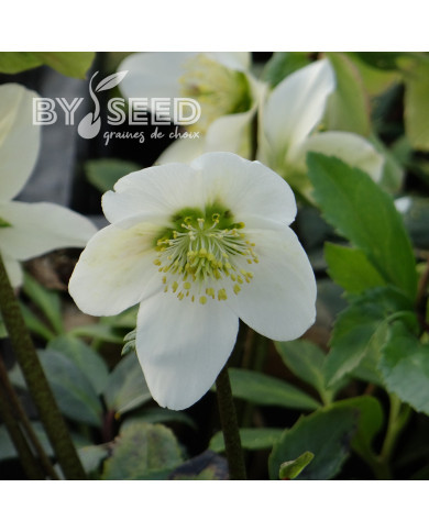 Hellébore niger - Rose de Noël