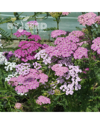 Achillée millefeuille Cerise Queen