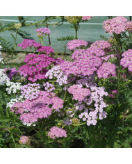 Achillée millefeuille blanche (fleur sauvage)