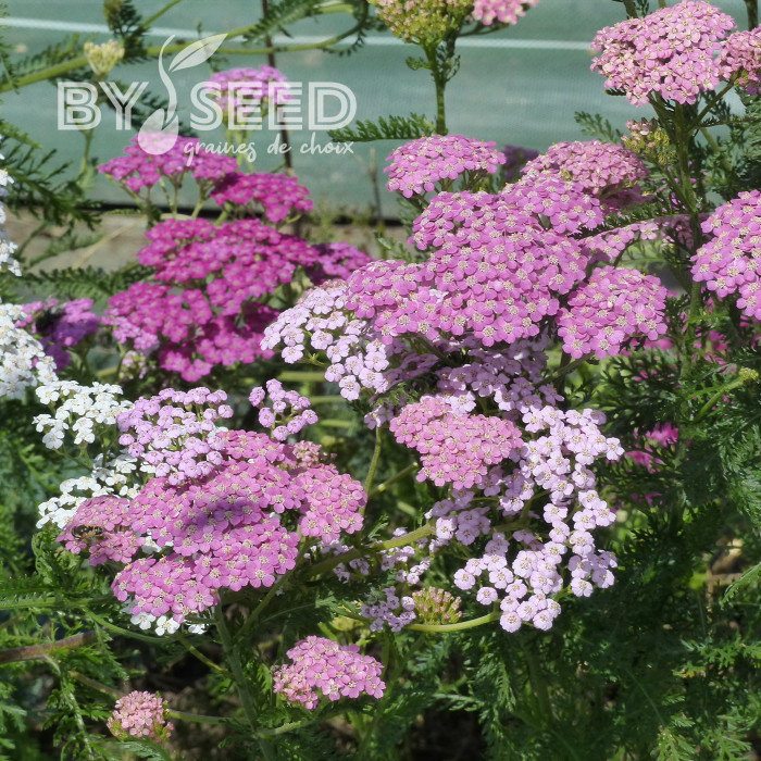 Achillée millefeuille Cerise Queen