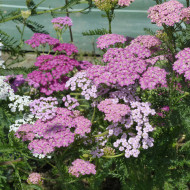 Achillée millefeuille Cerise Queen